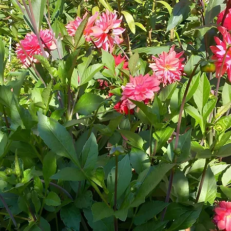 Les Des Chtis 3* Abbeville