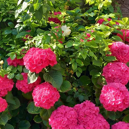 Bed & Breakfast Les Des Chtis Abbeville