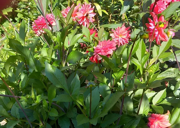 Les Des Chtis 3* Abbeville